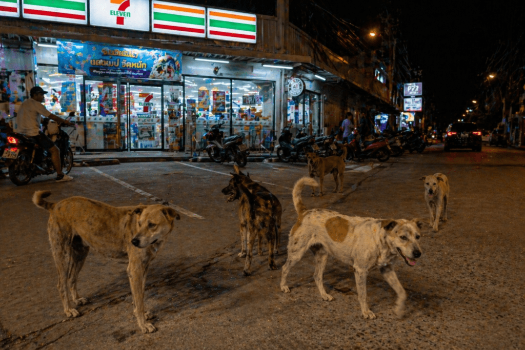 Packs of Stray Dogs In Thailand
