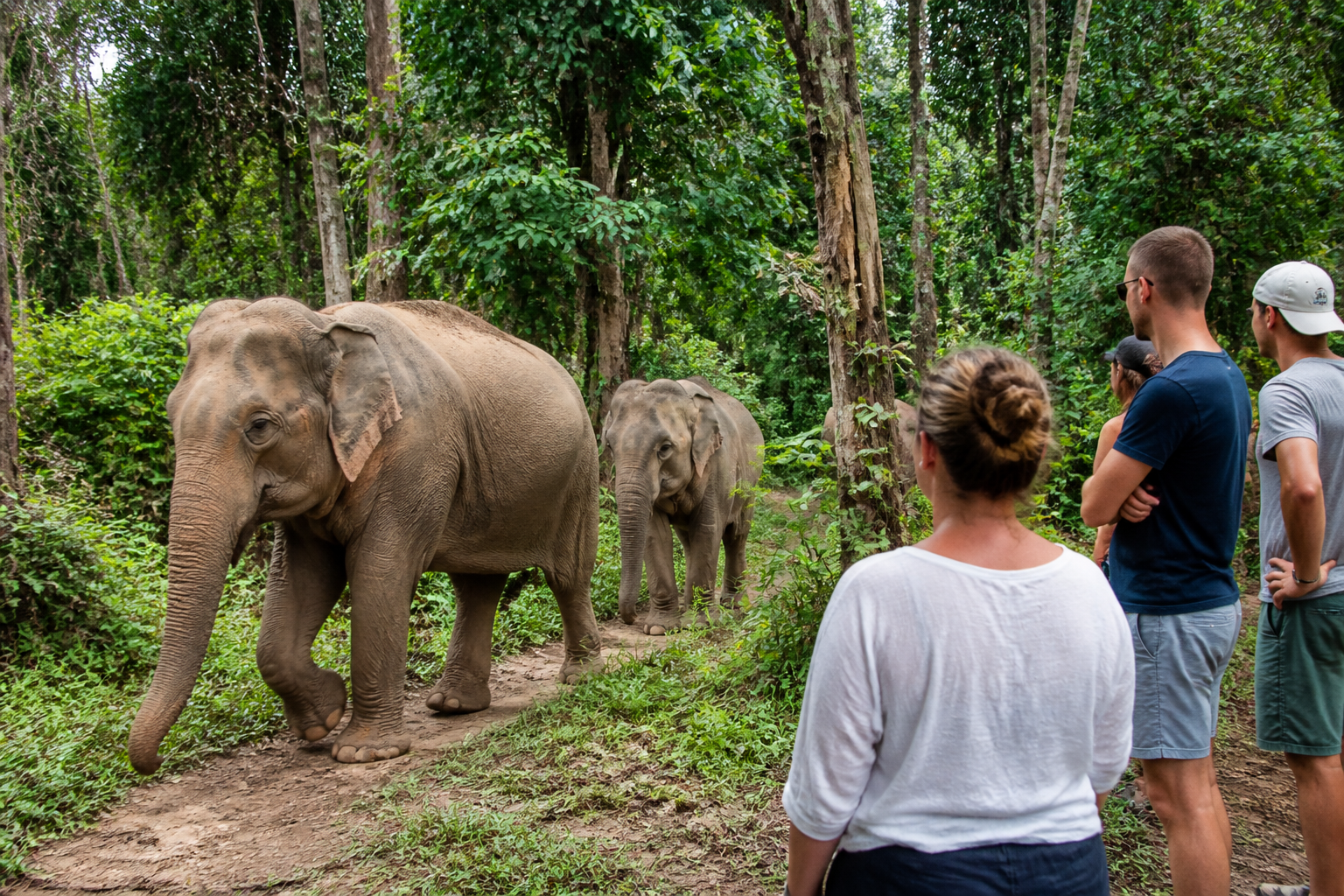 A More Ethical Elephant Experience at Following Giants