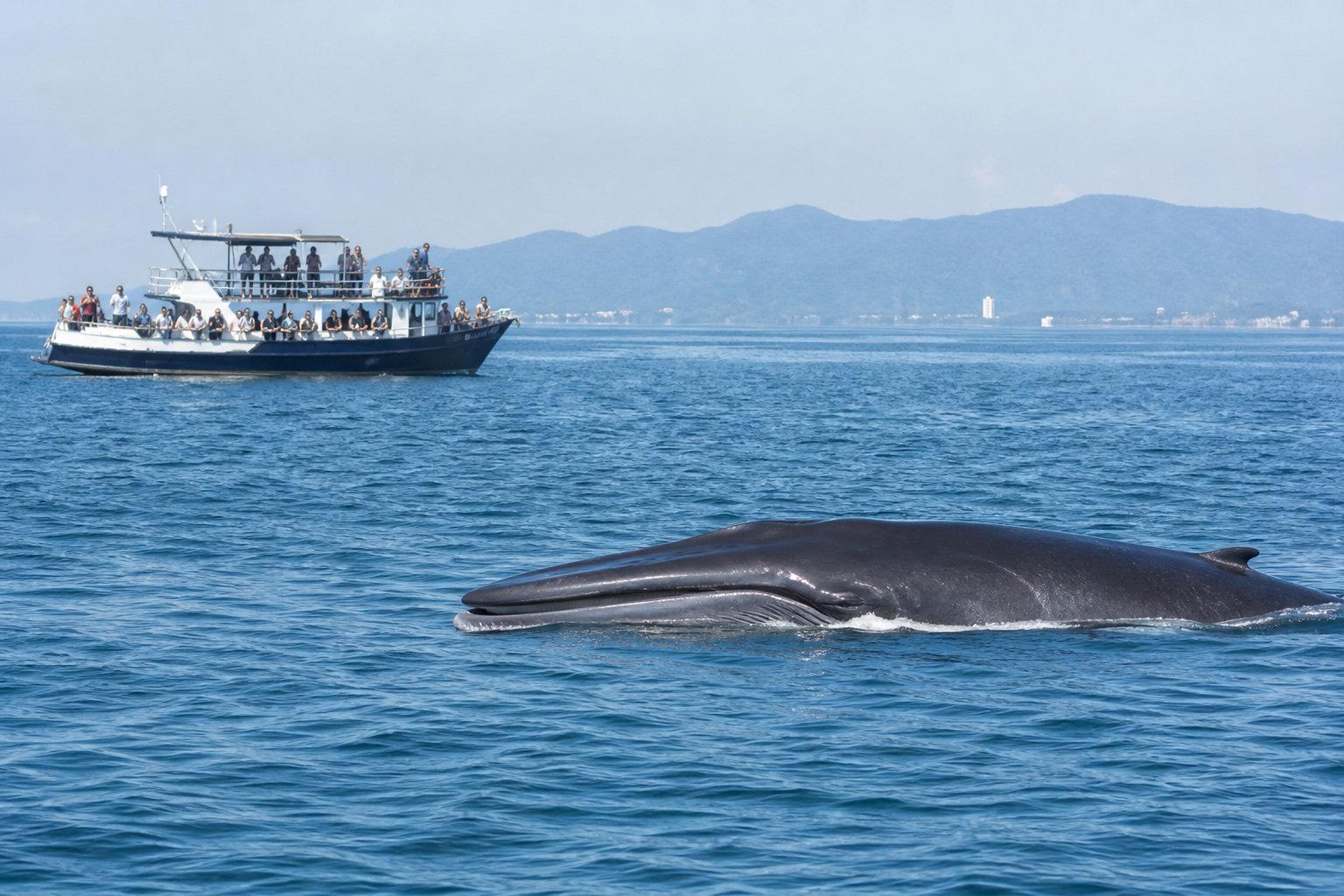 Bangkok Whale Watching and Wildlife