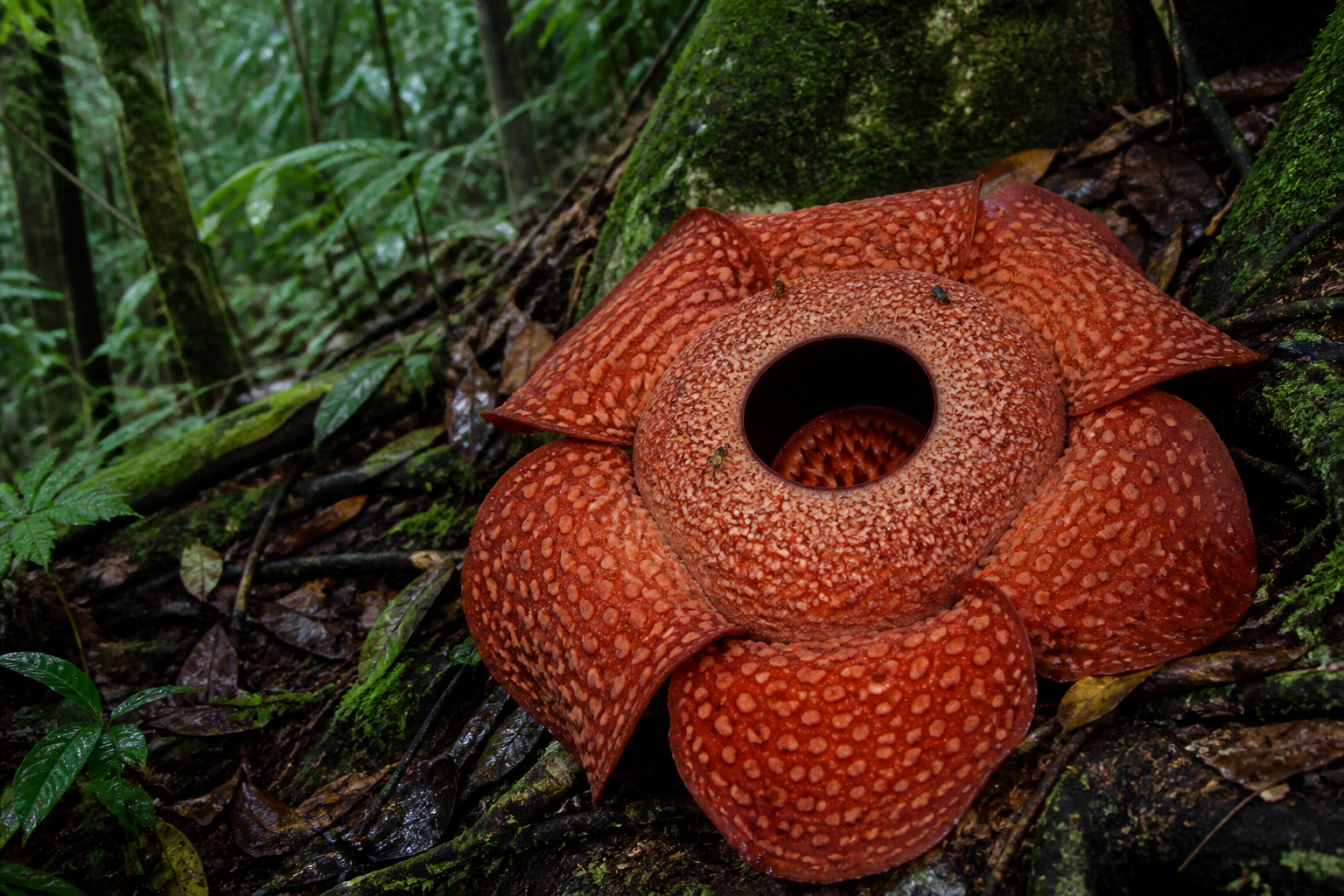 Giant Rafflesia in the Khao Sok Rainforest