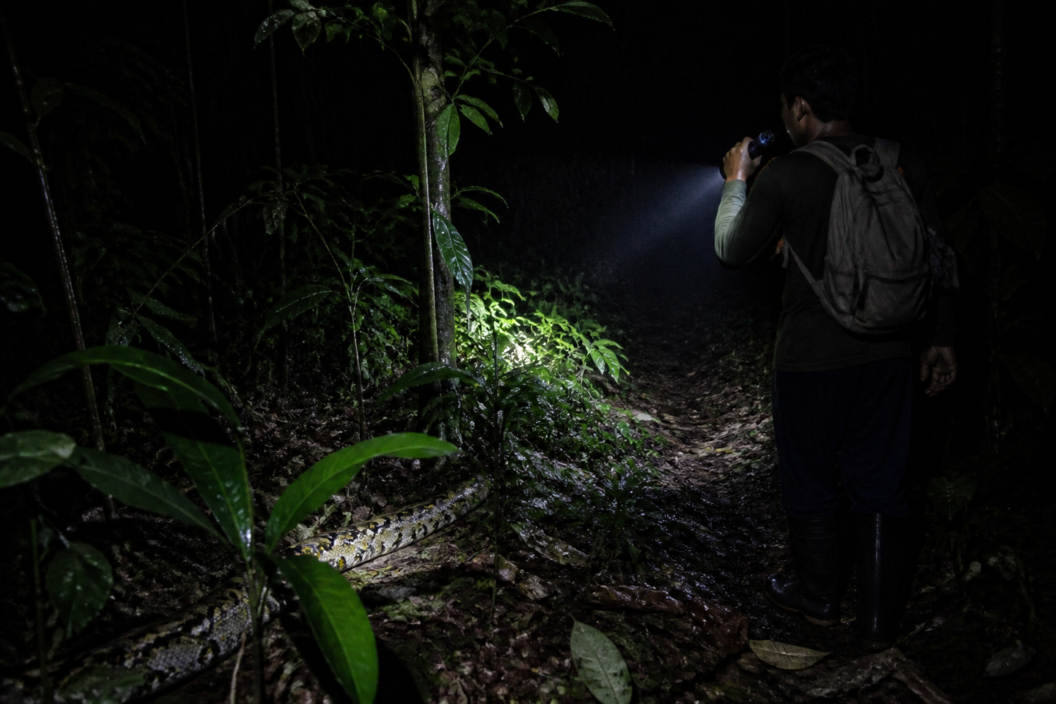 Khao Sok Night Safari