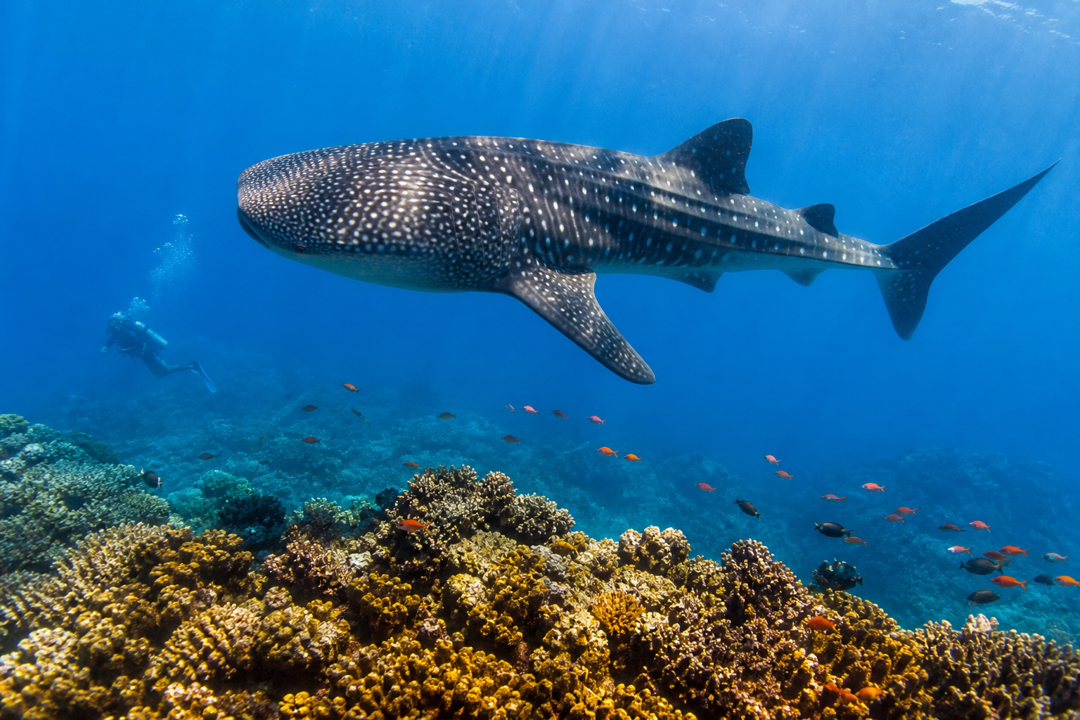 Marine Life You Can See While Diving in Thailand