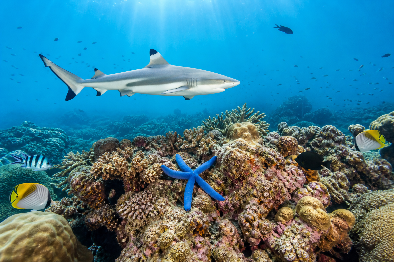 Number One Shark Point Near Koh Phi Phi
