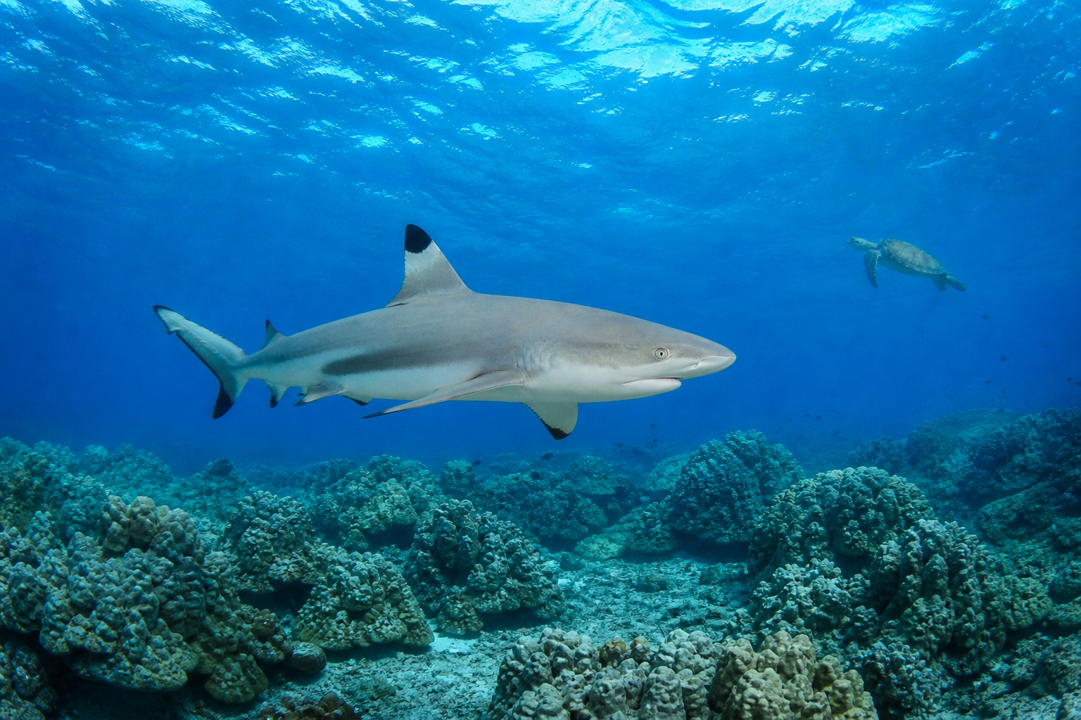 Number Three Shark Bay on Koh Tao