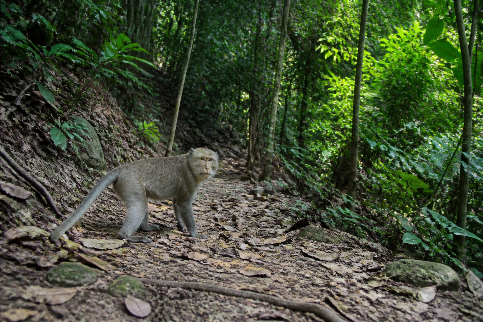 Story 2: Trekking Through Khao Sok National Park