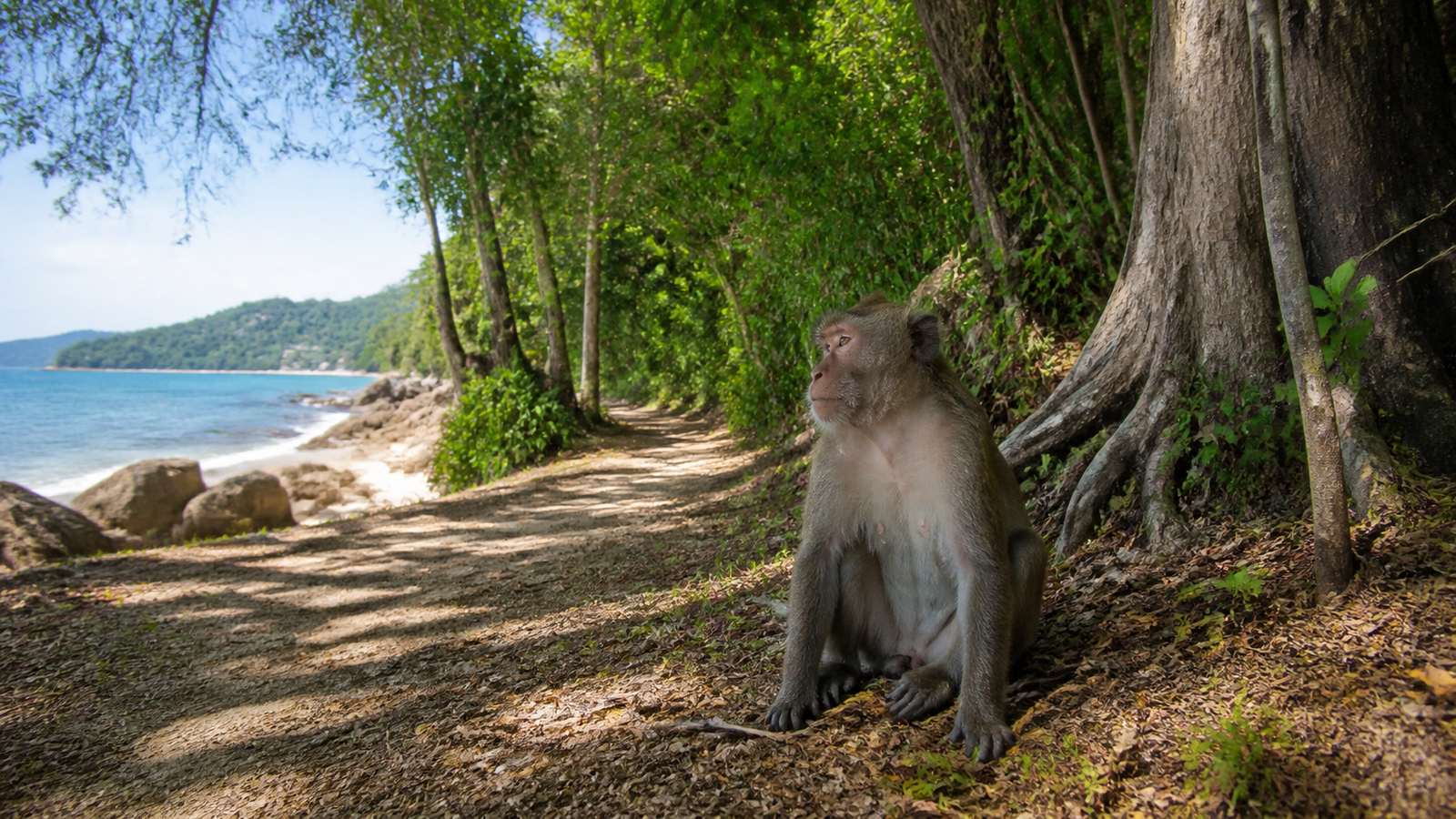 Story 8 Touching or Feeding Thai Monkeys