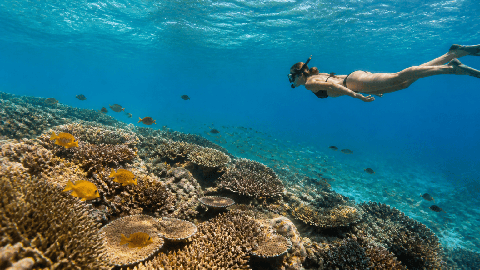 Story 9 Damaging Coral With Sunscreen