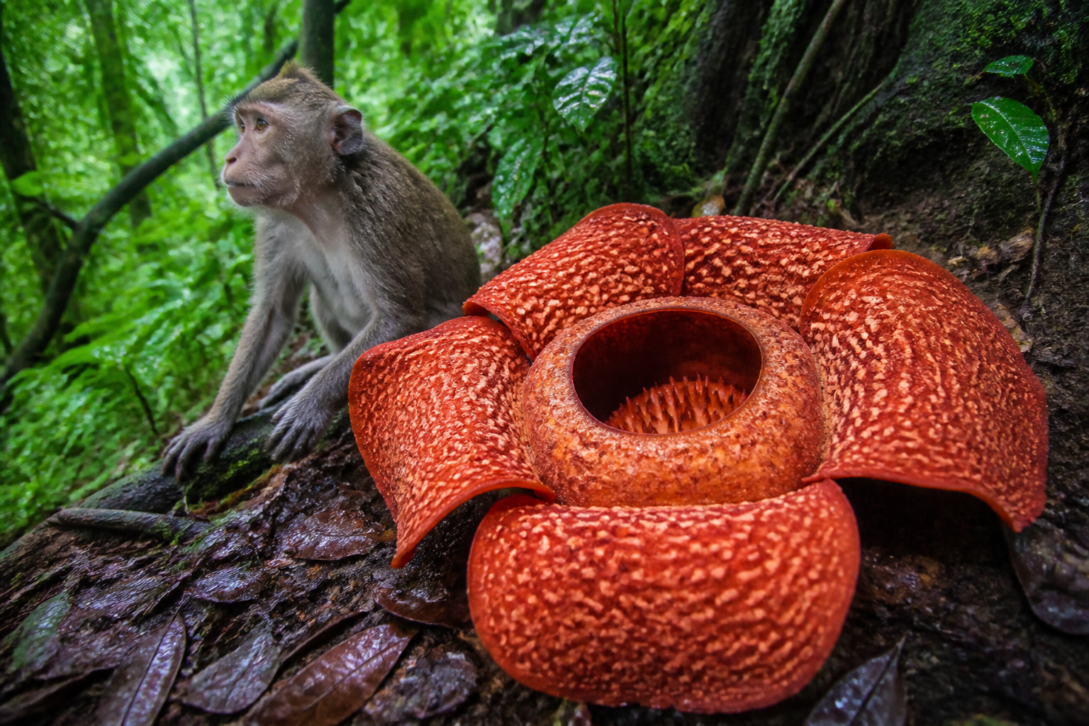 Thai Monkeys, Rare Wildlife, and the Rafflesia Flower