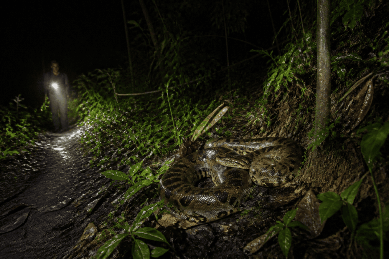 The Nighttime Anaconda Encounter