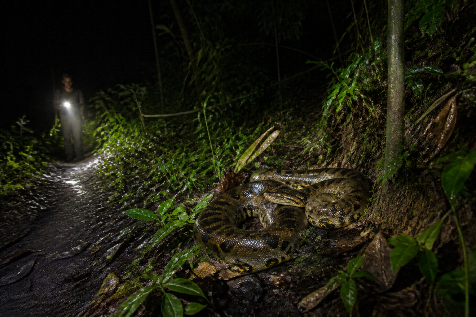 The Nighttime Anaconda Encounter