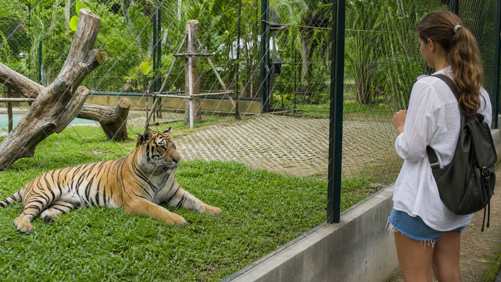 Tiger Kingdom in Phuket